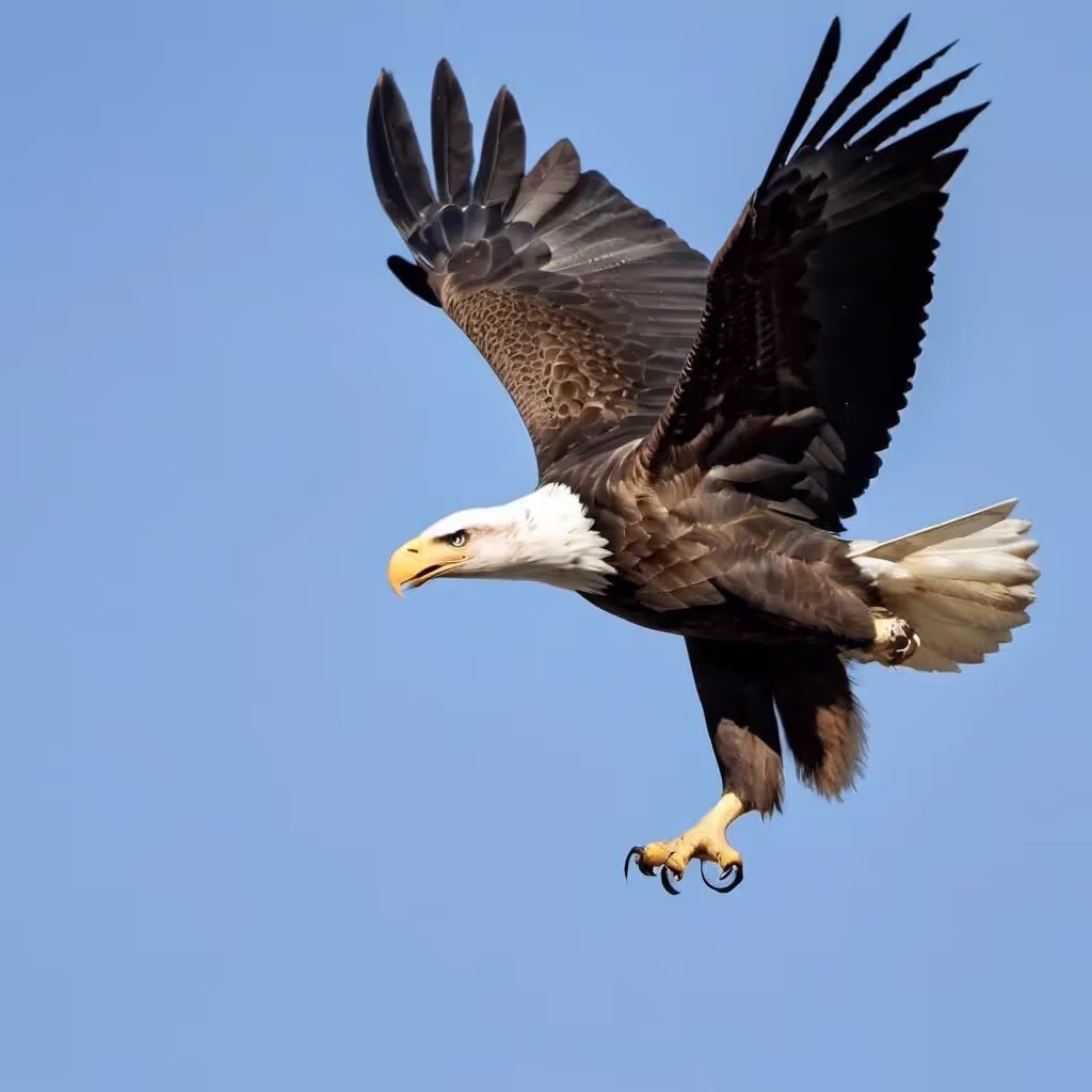 Eagle