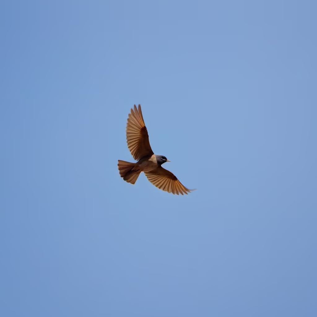 Bird Flying
