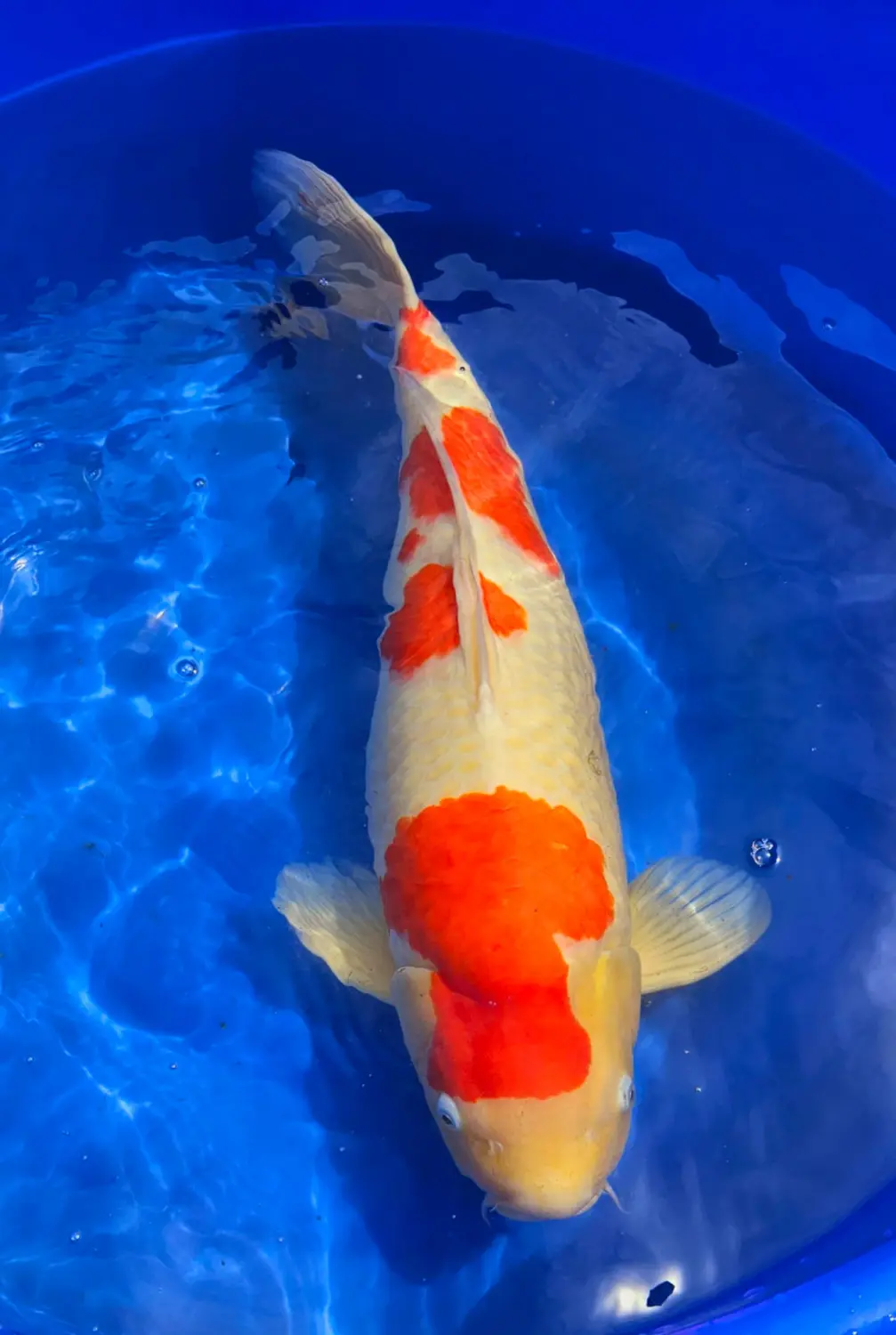 Japan-Konishi-Koi Koi Zossen