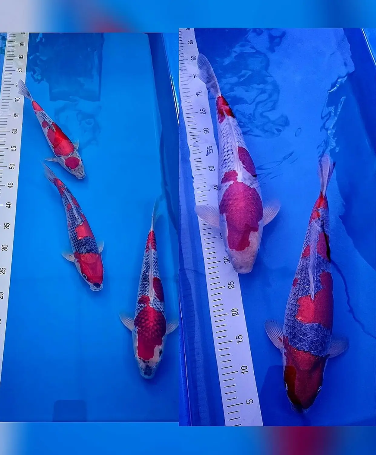 Japan-Konishi-Koi Koi Zossen