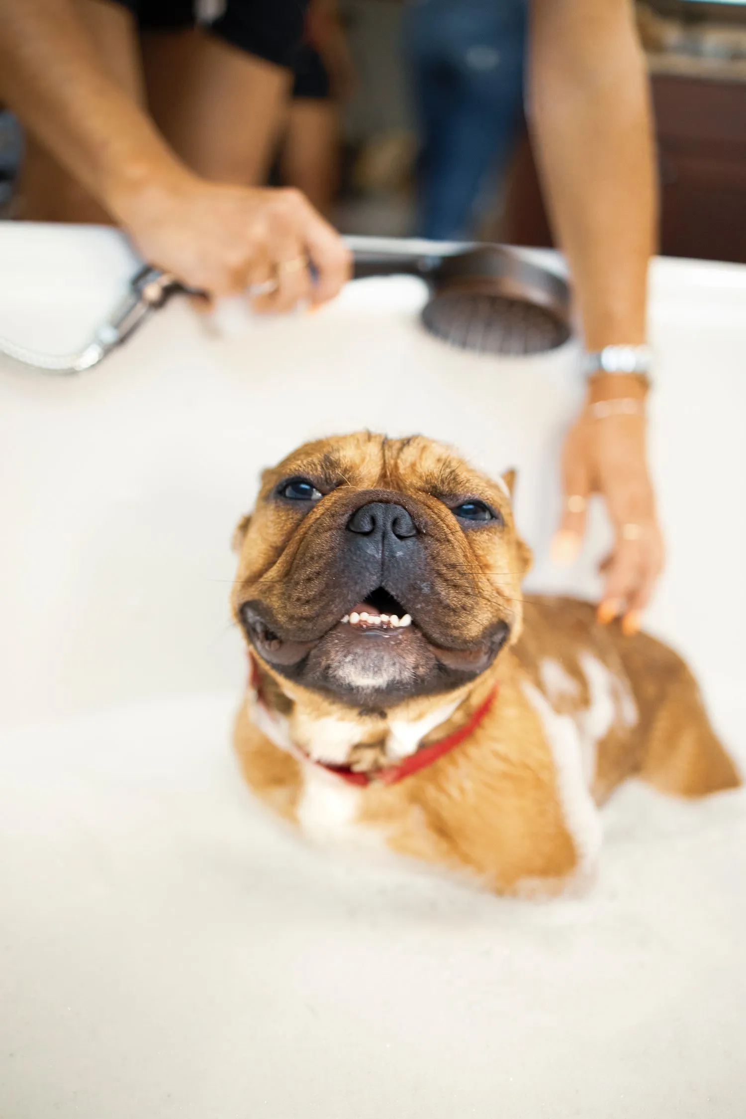 Bathing Dogs