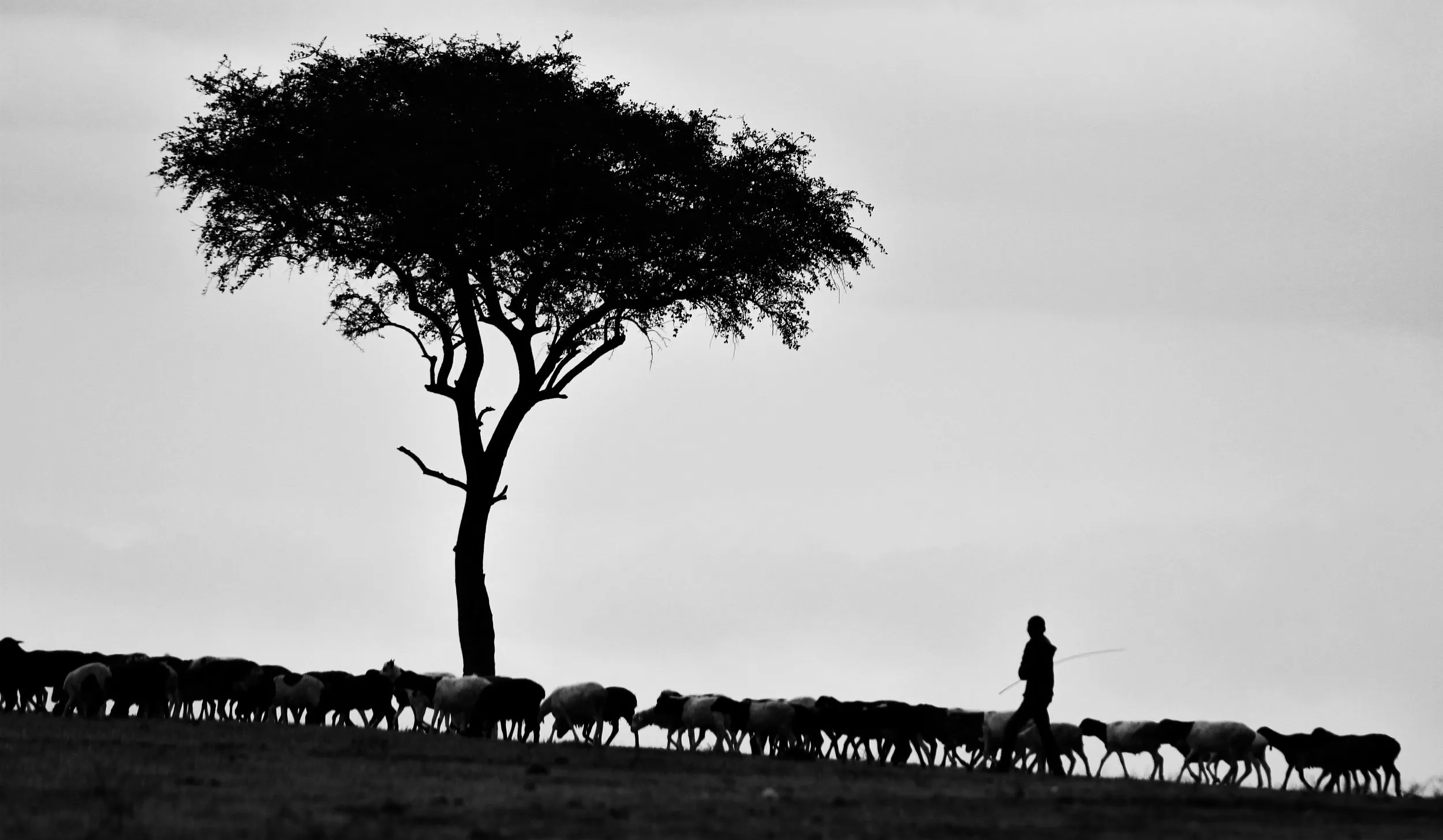 From Shepherd To King