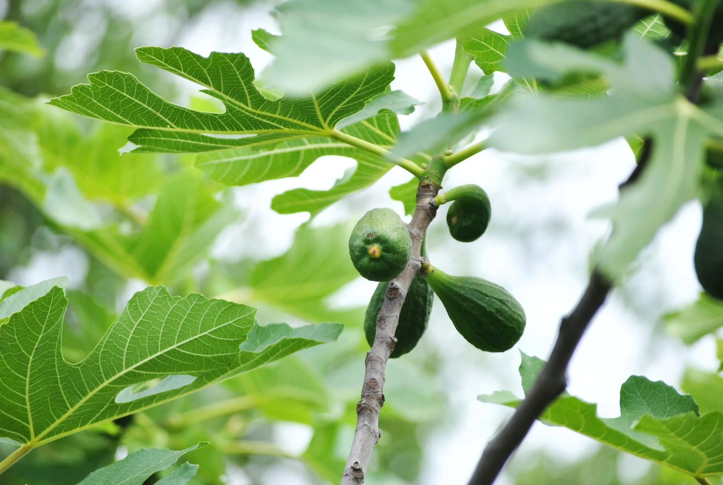 The Lesson Of The Cursed Fig Tree