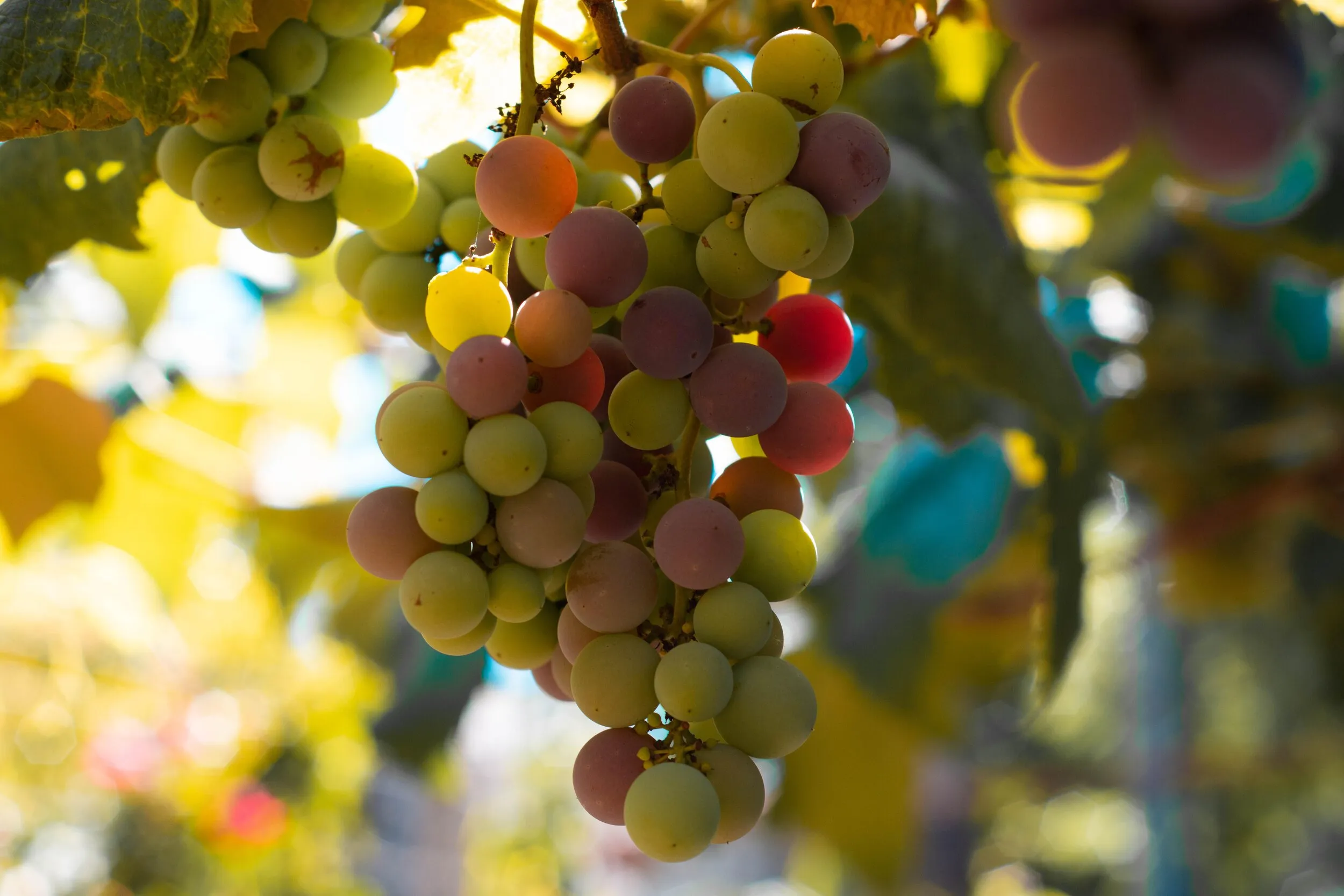 No Grapes