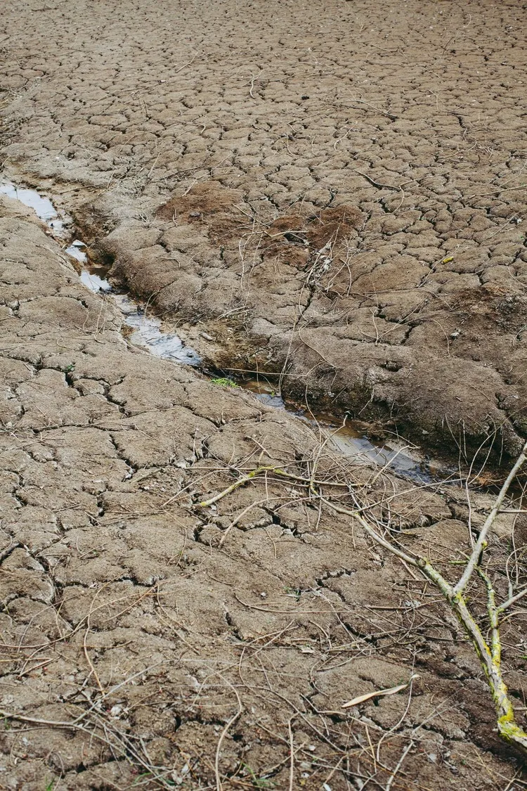 Parched