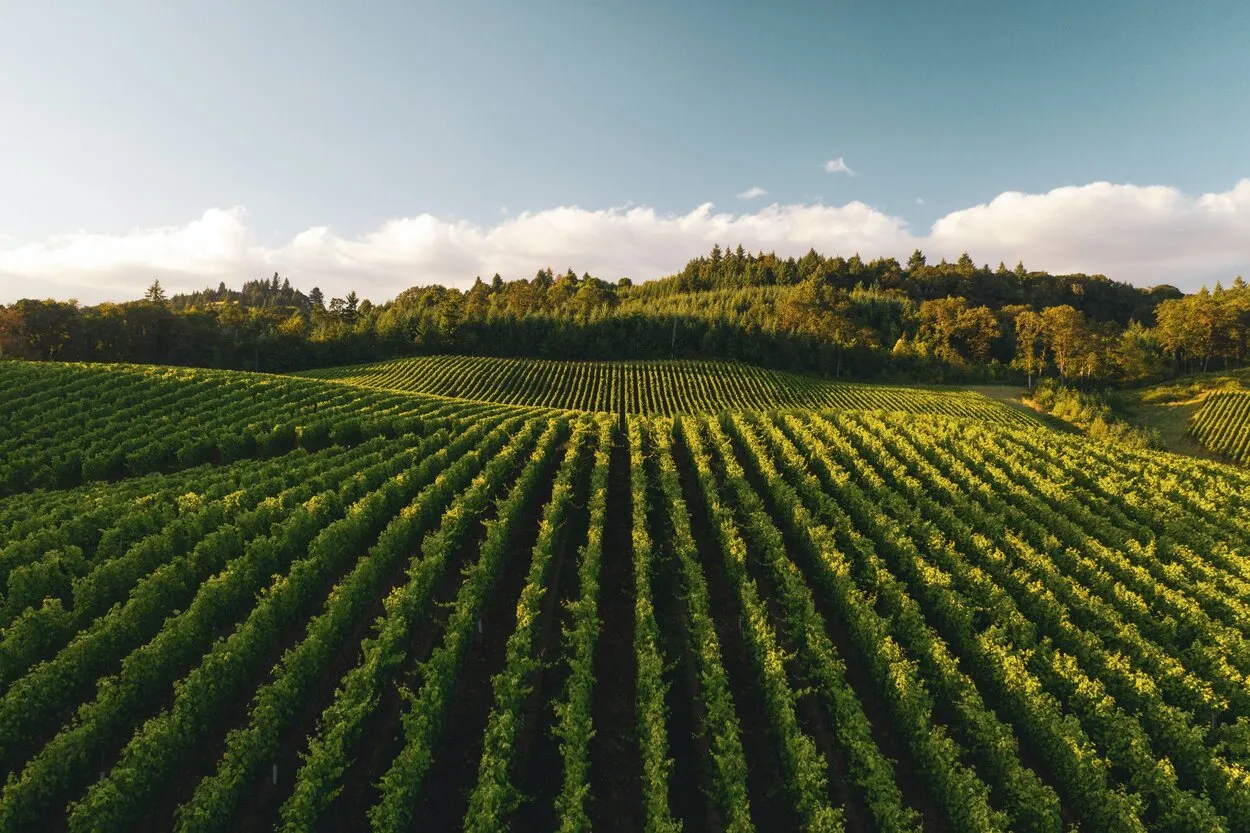 Donuts and Vineyards