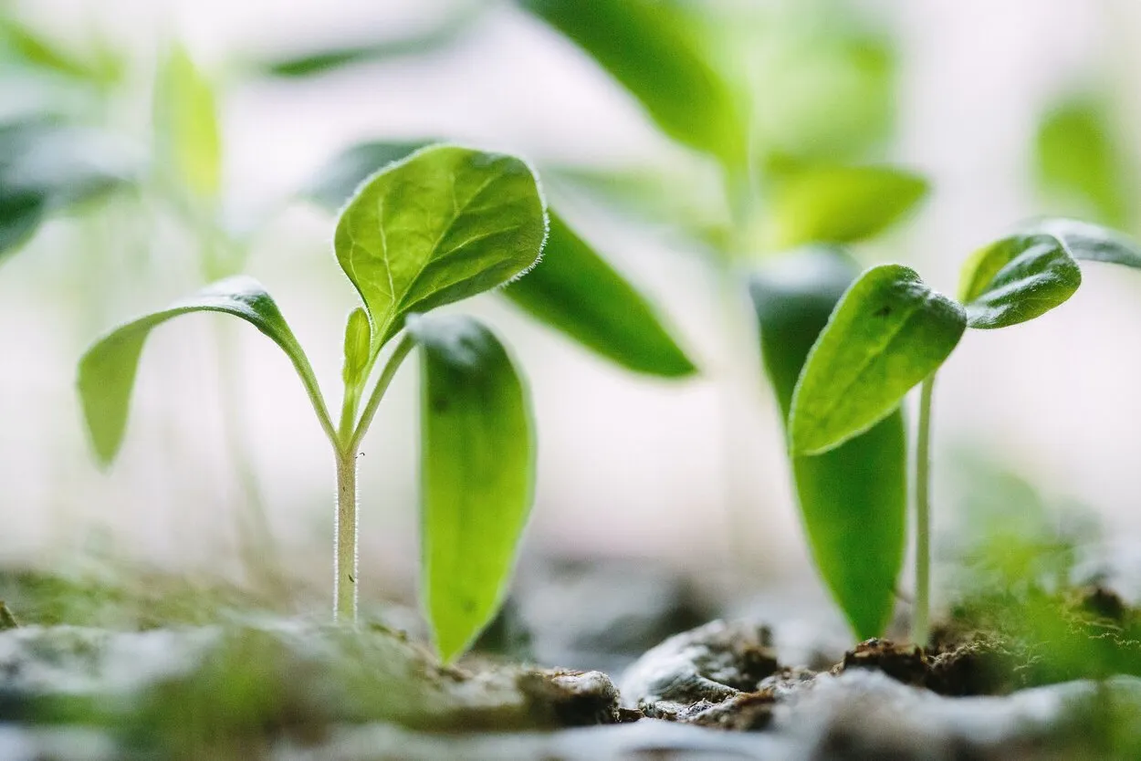 How People Grow