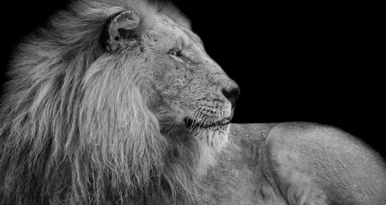 Preparing For The Lions’ Den