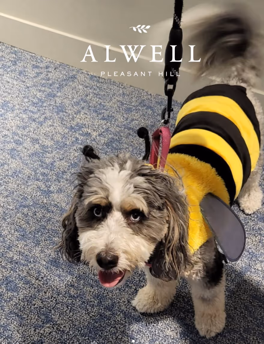 A dog in a bee costume