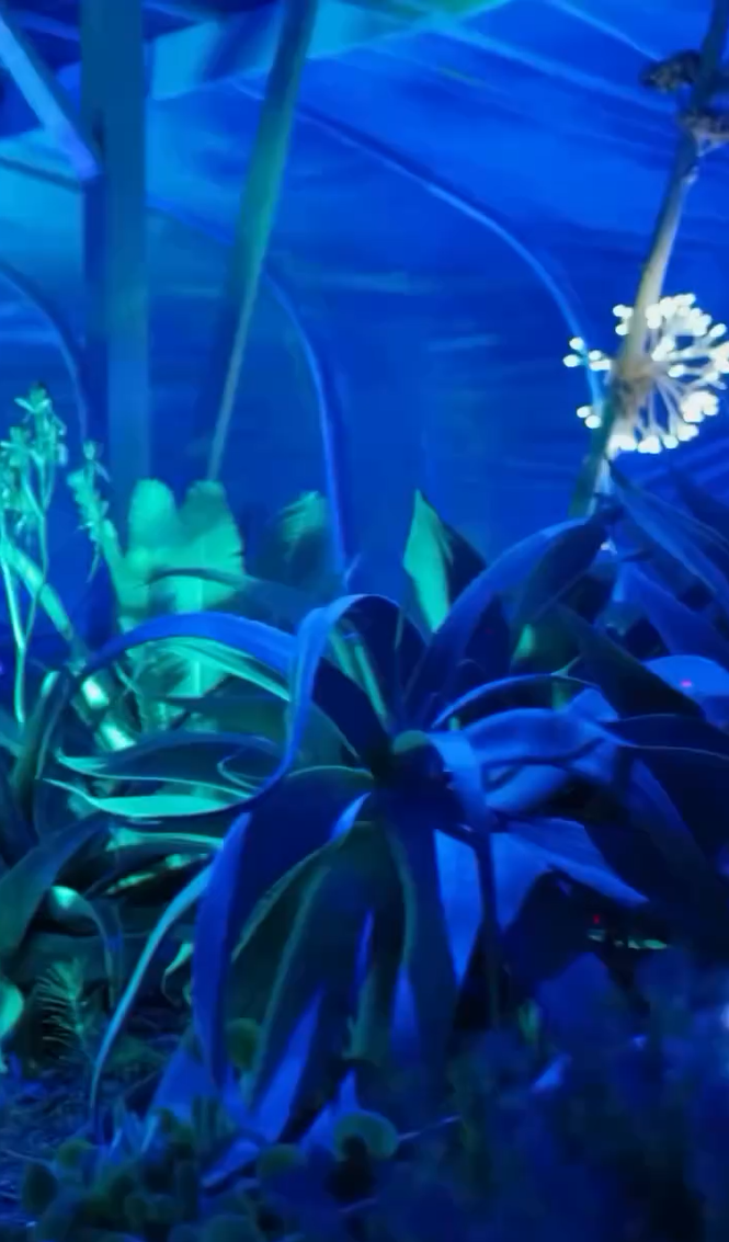 Lights in garden of Alwell