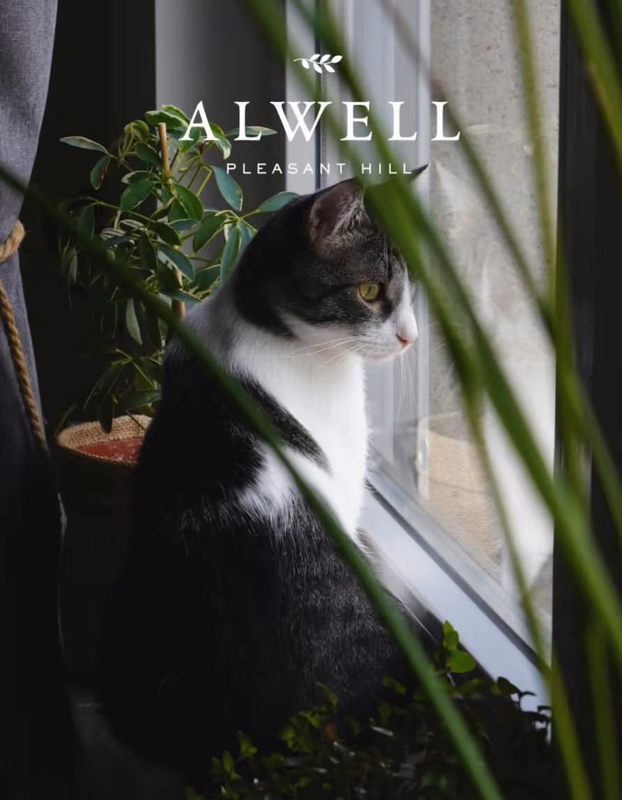 Cat looking out a window