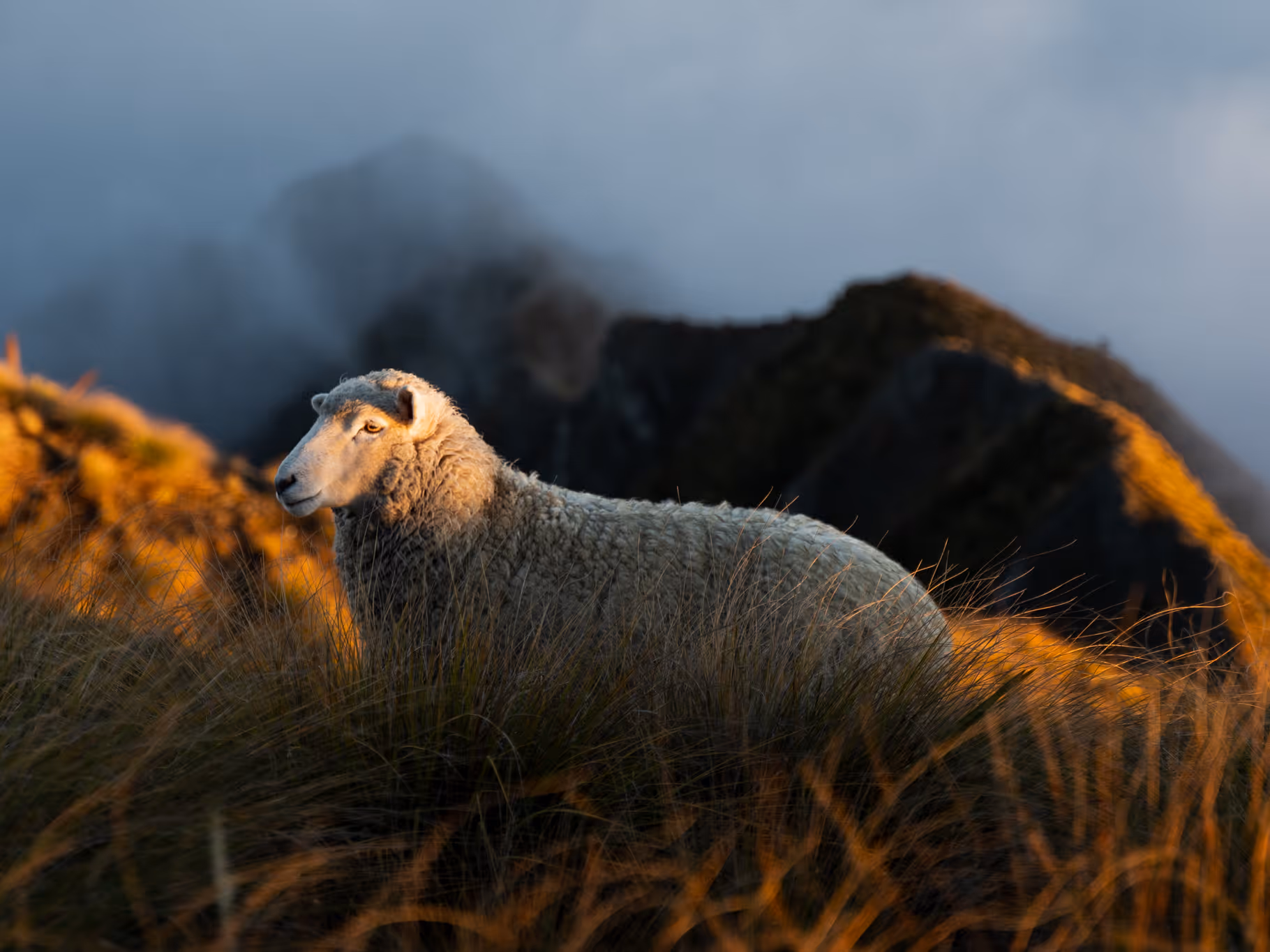 White sheep standing in tall grass with misty mountains in the background during golden hour.
