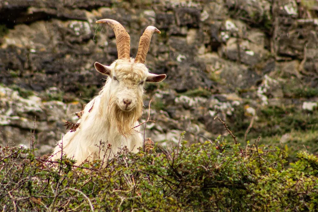Kashmiri goat on the Great Orme, Llandudno