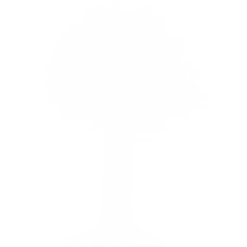 Kauri Tree