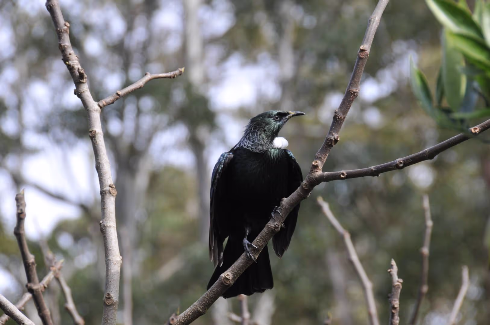 Native New Zealand Tui bird as part of environmental assessment and site supervision