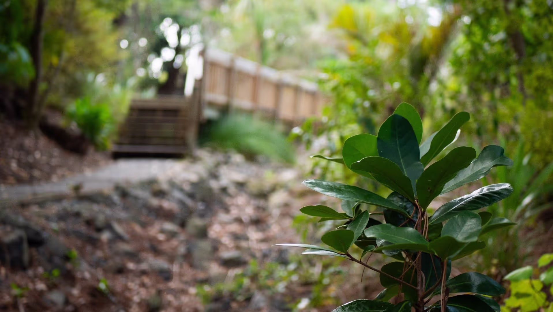 A native New Zealand plant growing near a restored stream site engineered by Morphum with full planting plan