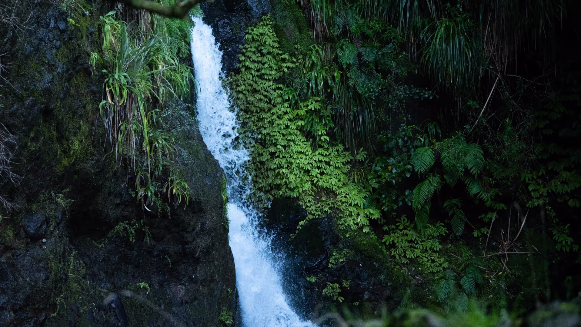 An environmental & three waters engineer from Morphum takes a group of university students on a tour of a naturalised stream project for a stormwater outfall in Auckland, New Zealand