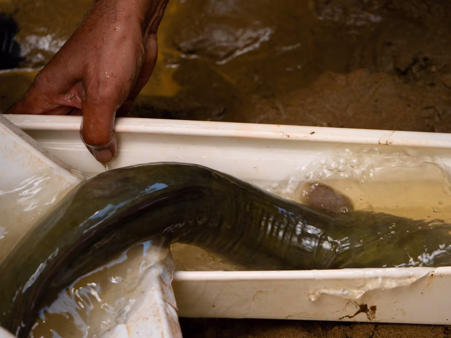 Fish relocation + monitoring for a stormwater pond construction dewatering