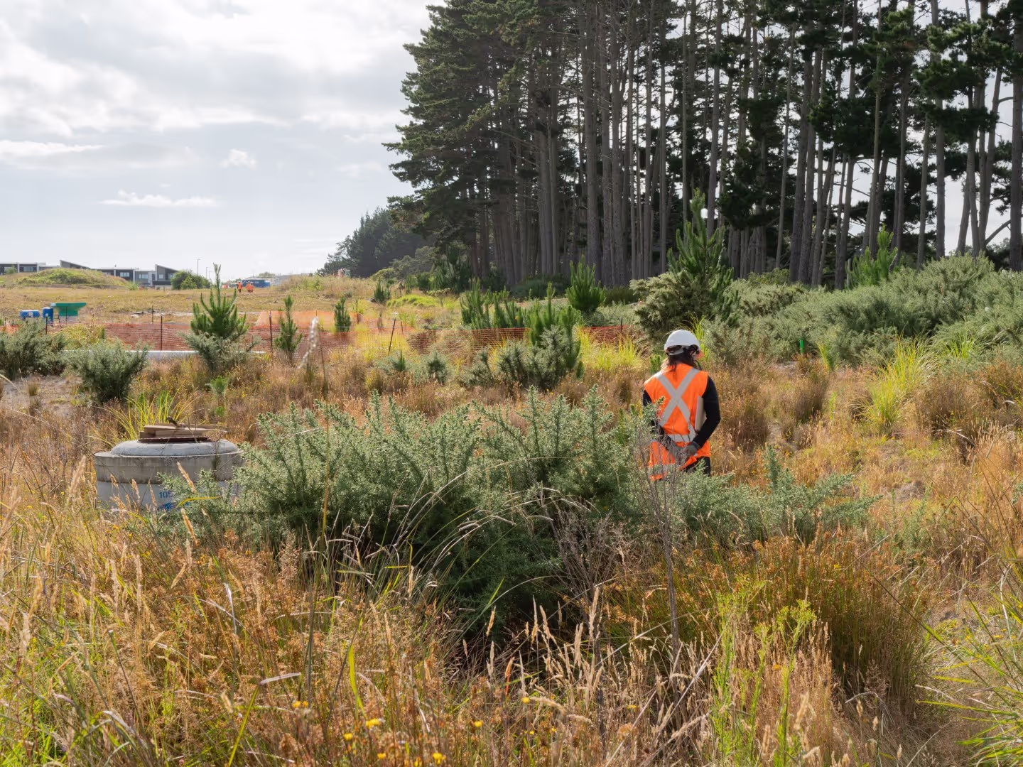 Morphum Environmental Terrestrial Ecologist performing a lizard survey as part of an ecological impact assessment in New Zealand