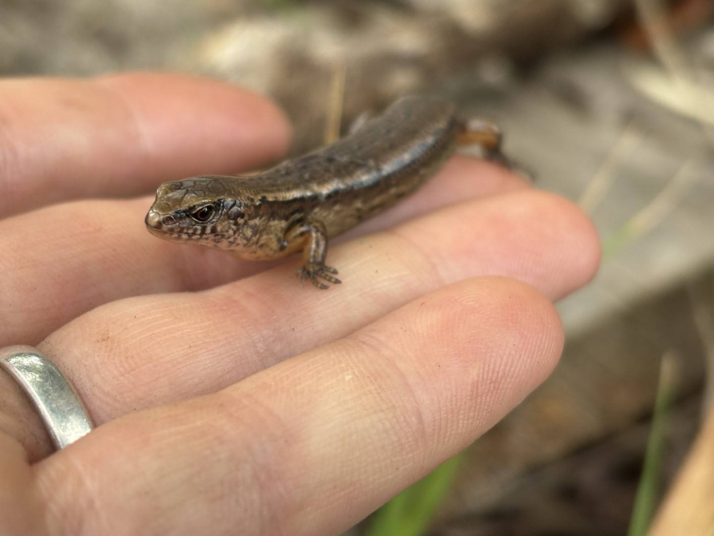 Native Skink from Aotearoa New Zealand found during Lizard Salvage operation as part of a client lizard management plan in Auckland