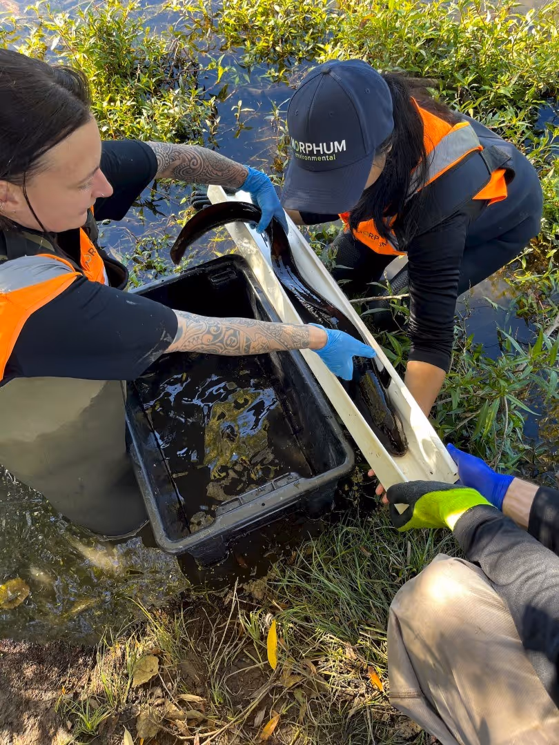 Fish Relocation in Auckland, NZ, moving a native Shortfin Eel for to protect them from nearby construction