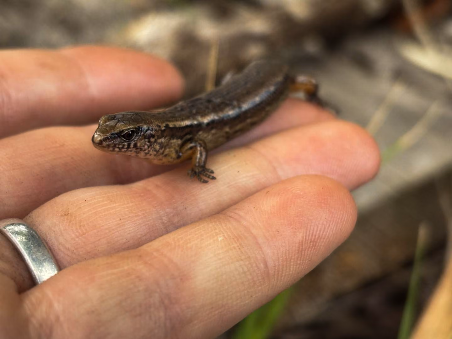 A native skink found as part of a lizard survey for a construction site in New Zealand