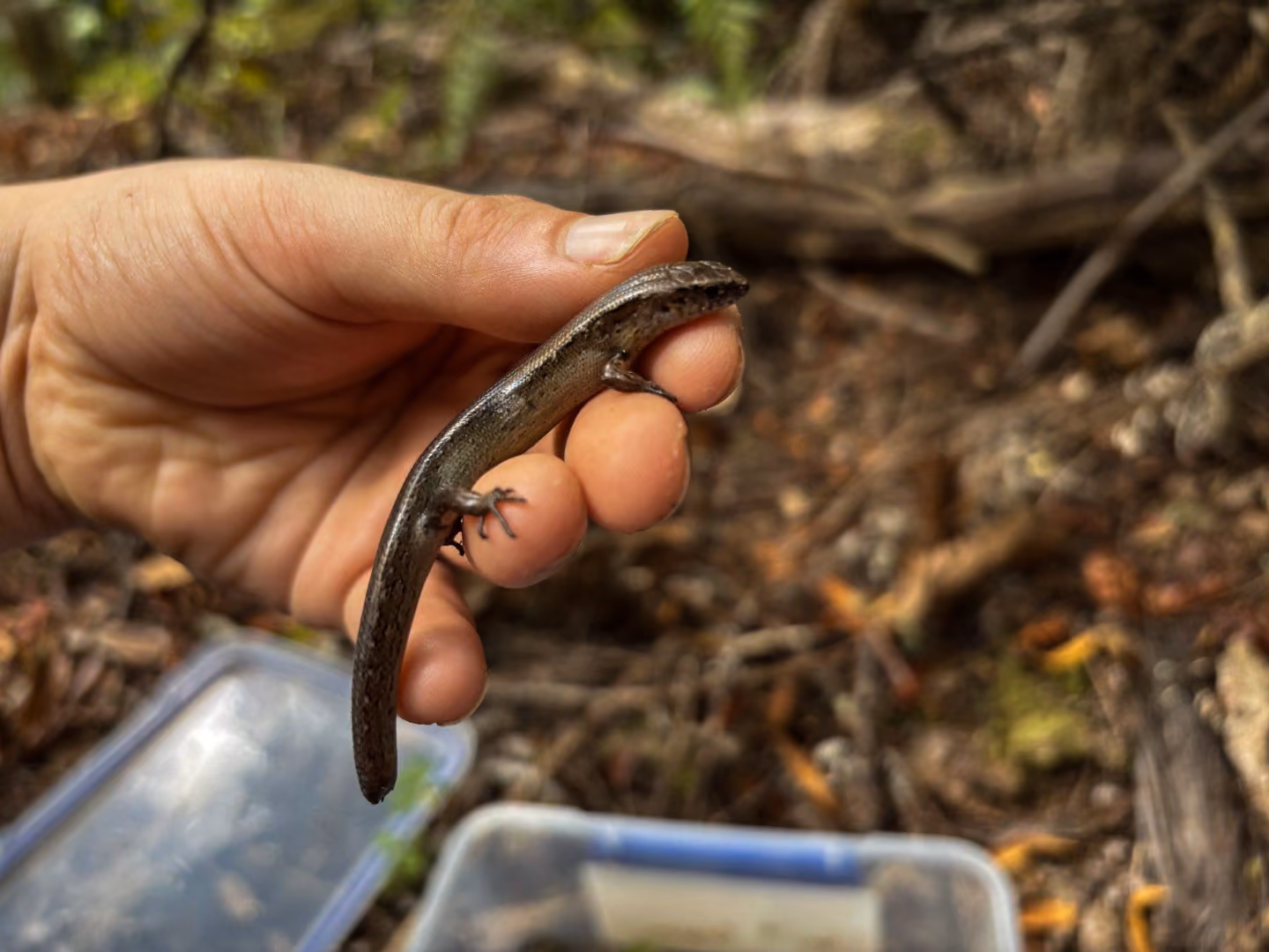 A native species of skink lizard that was discovered on an emergency works construction site in Auckland while surveying for a lizard management plan