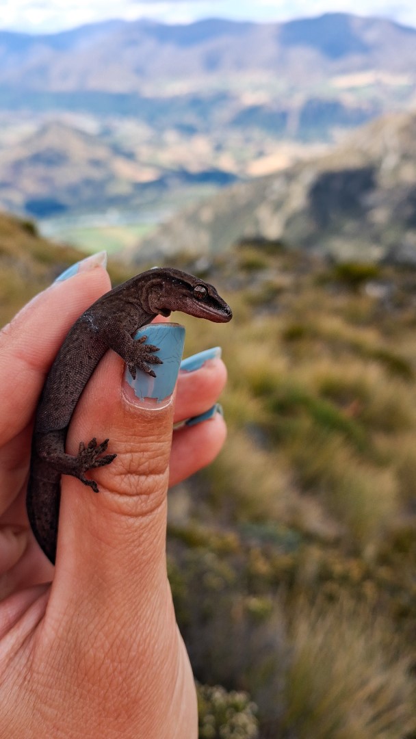 A New Zealand native Short-Toed Gecko held by one of Morphum's ecologists on the team
