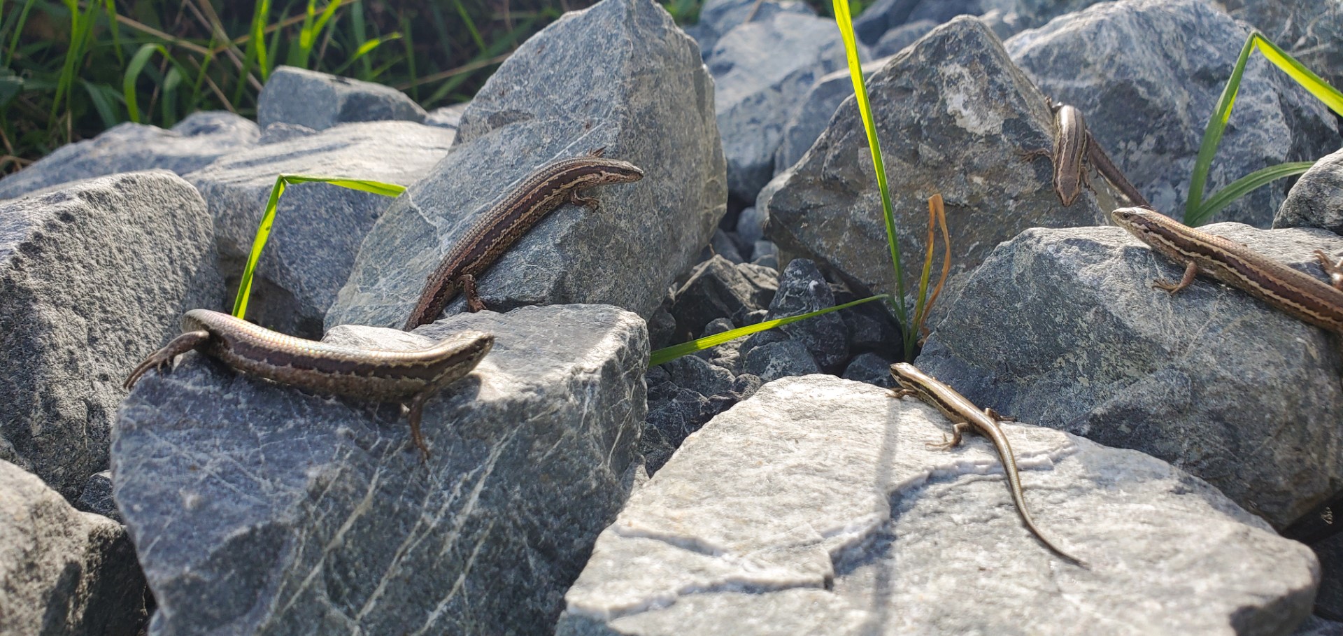 Northern Grass Skinks at a relocated habitat as part of a 