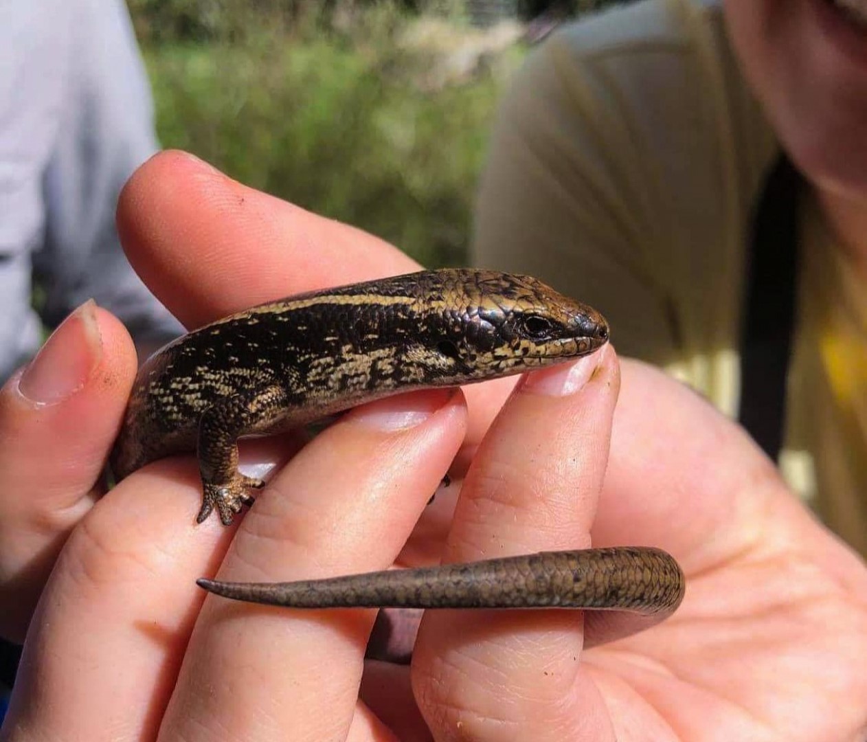 A native New Zealand Northern Spotted Skink found on site as part of a Herpetofauna survey in Wellington