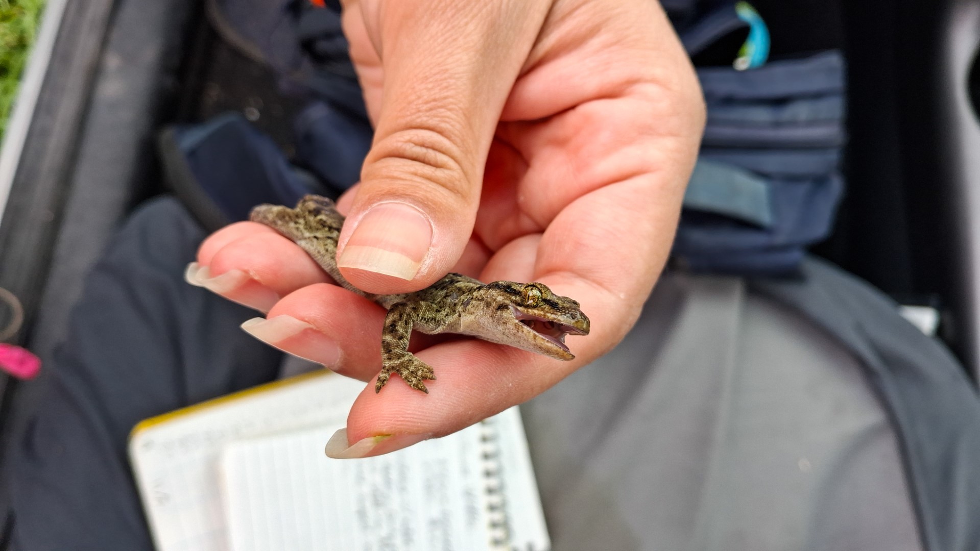 A native Waitaha Gecko being relocated away from construction site to a safe nearby habitat in Canterbury, NZ