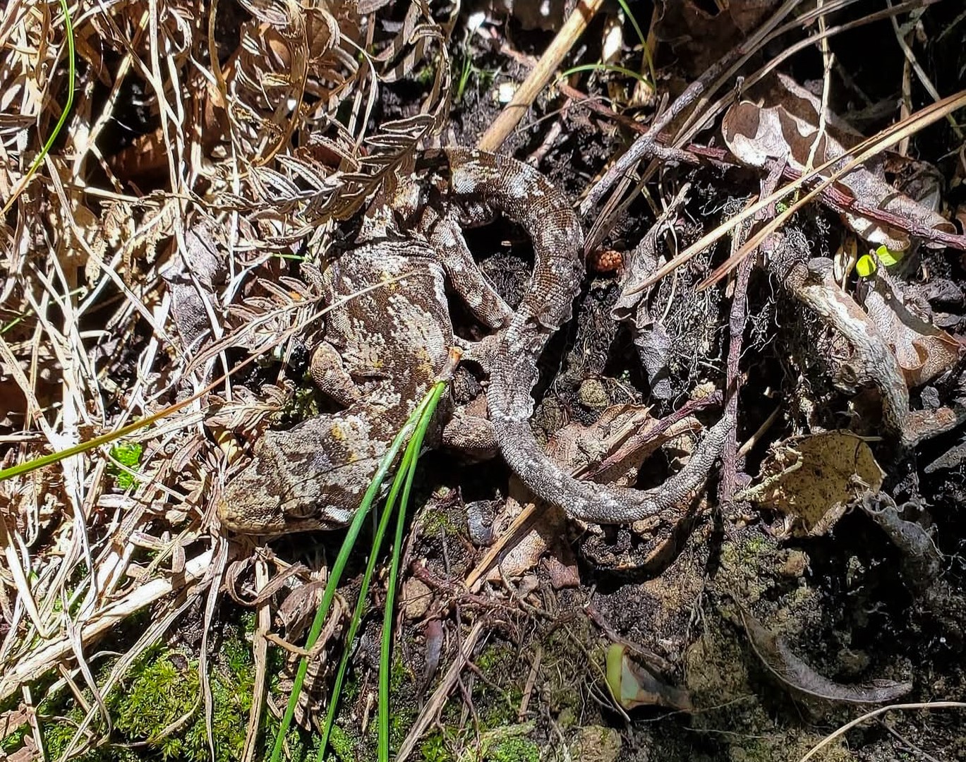 A heavily camouflaged Ngahere Gecko in the soil at a lizard survey site in 