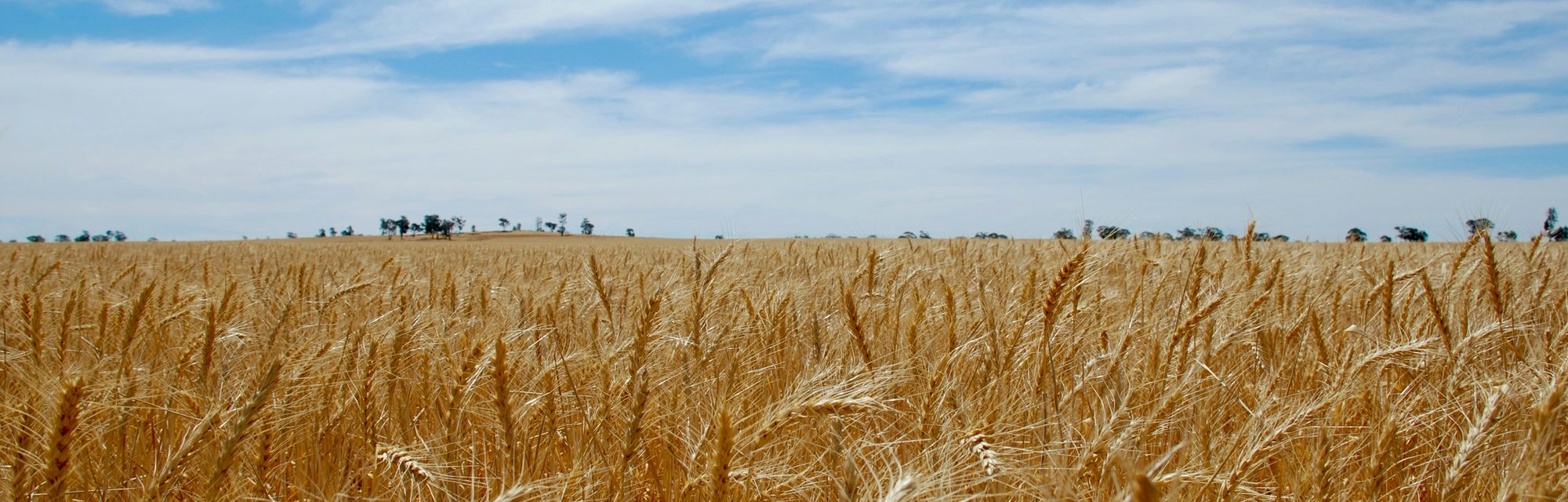 Ripe golden wheat crop with scattered gum trees on the horizon under a blue summer sky