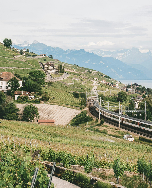  A train traveling along tracks through terraced vineyards on a hillside, with a large lake and hazy mountains in the background.
