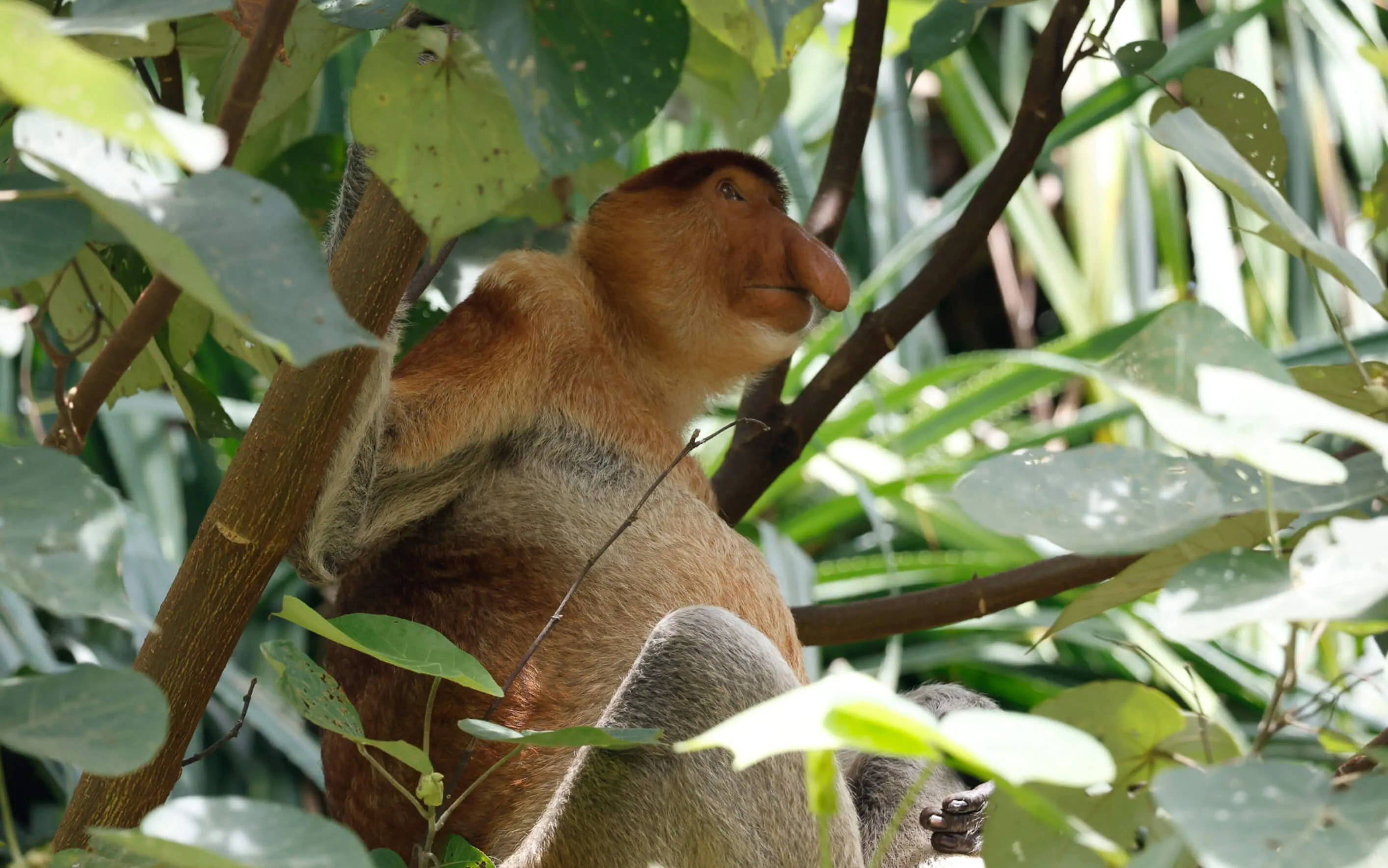 Nasenaffe in den Bäumen vom Bako Nationalpark auf Borneo