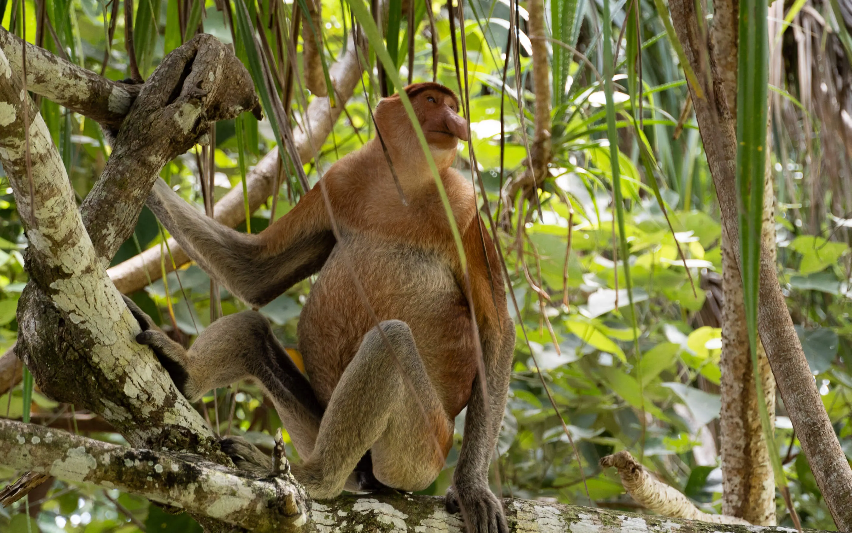 Nasenaffe im Bako Nationalpark