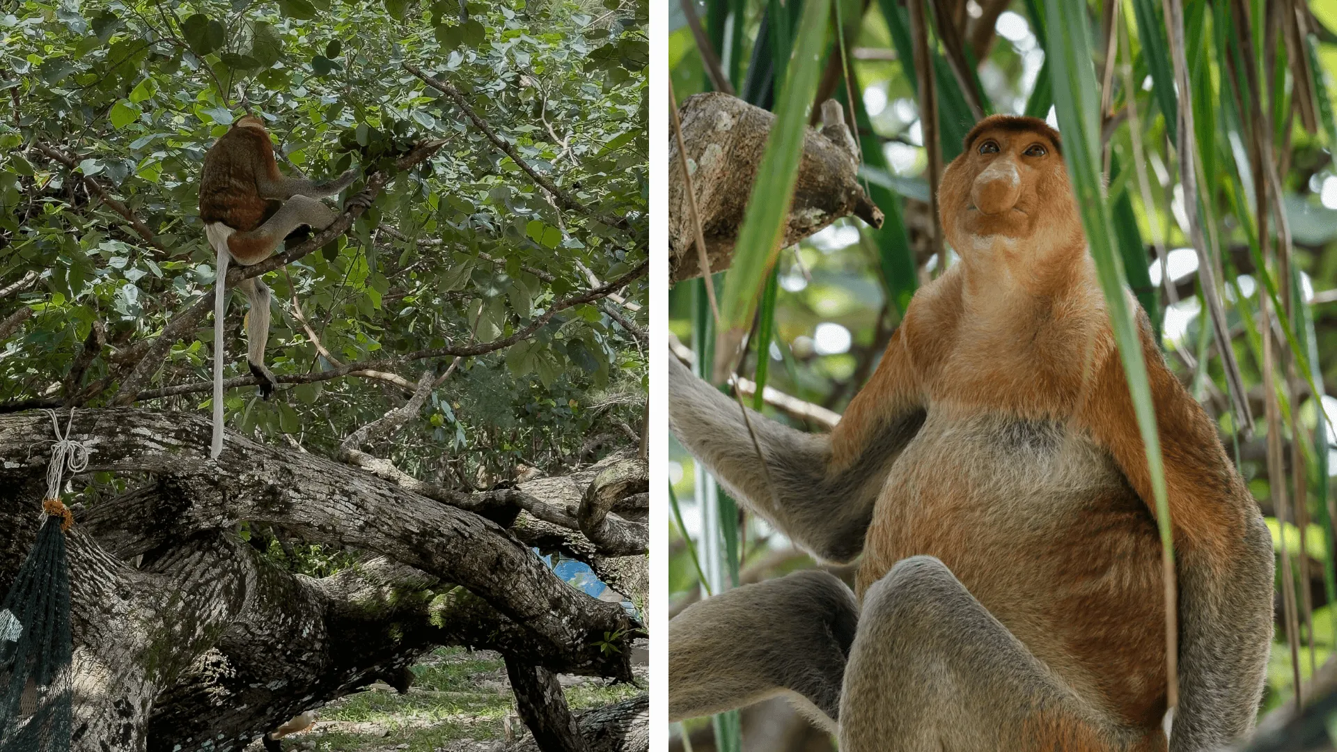 Nasenaffe im Bako Nationalpark
