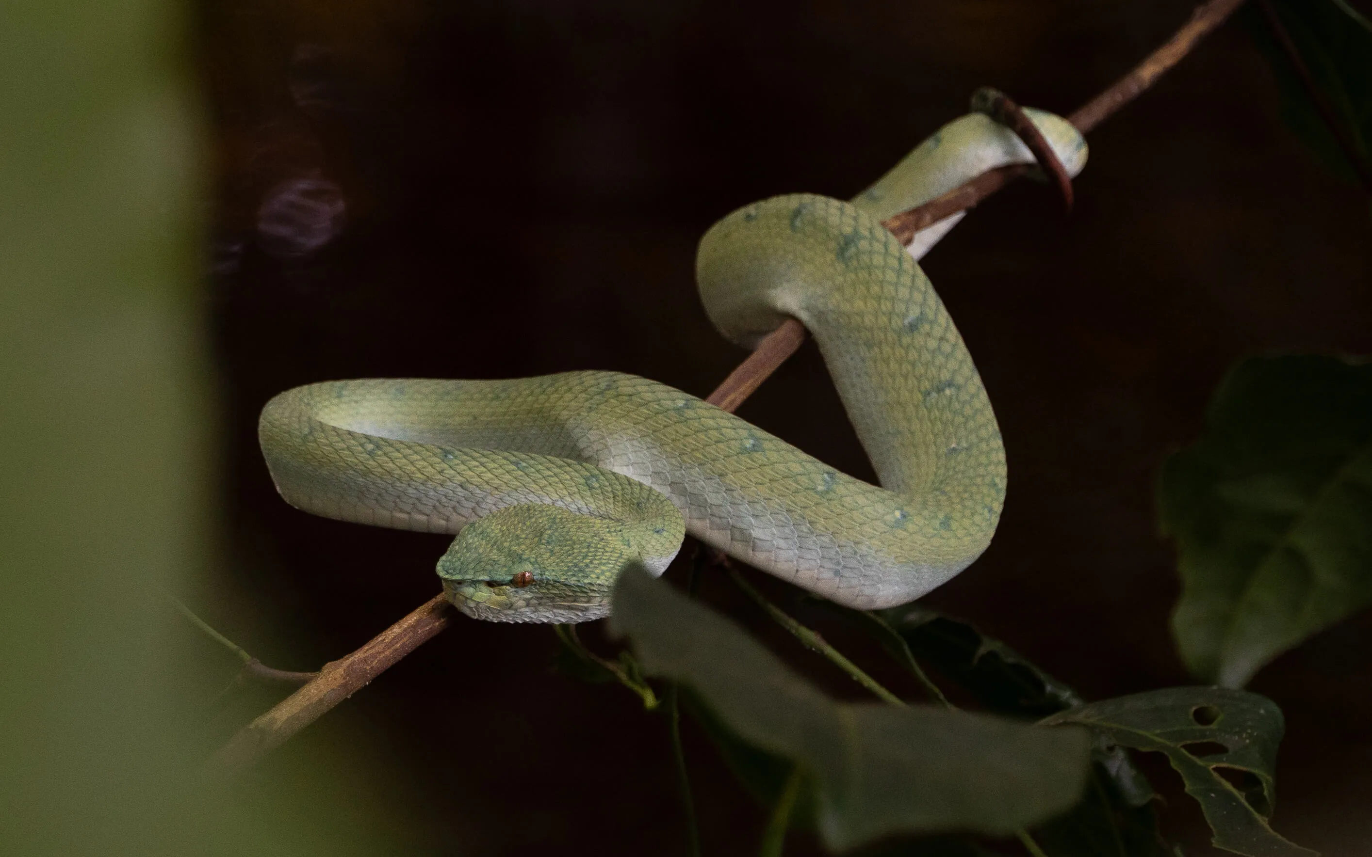 Viper Bako Nationalpark