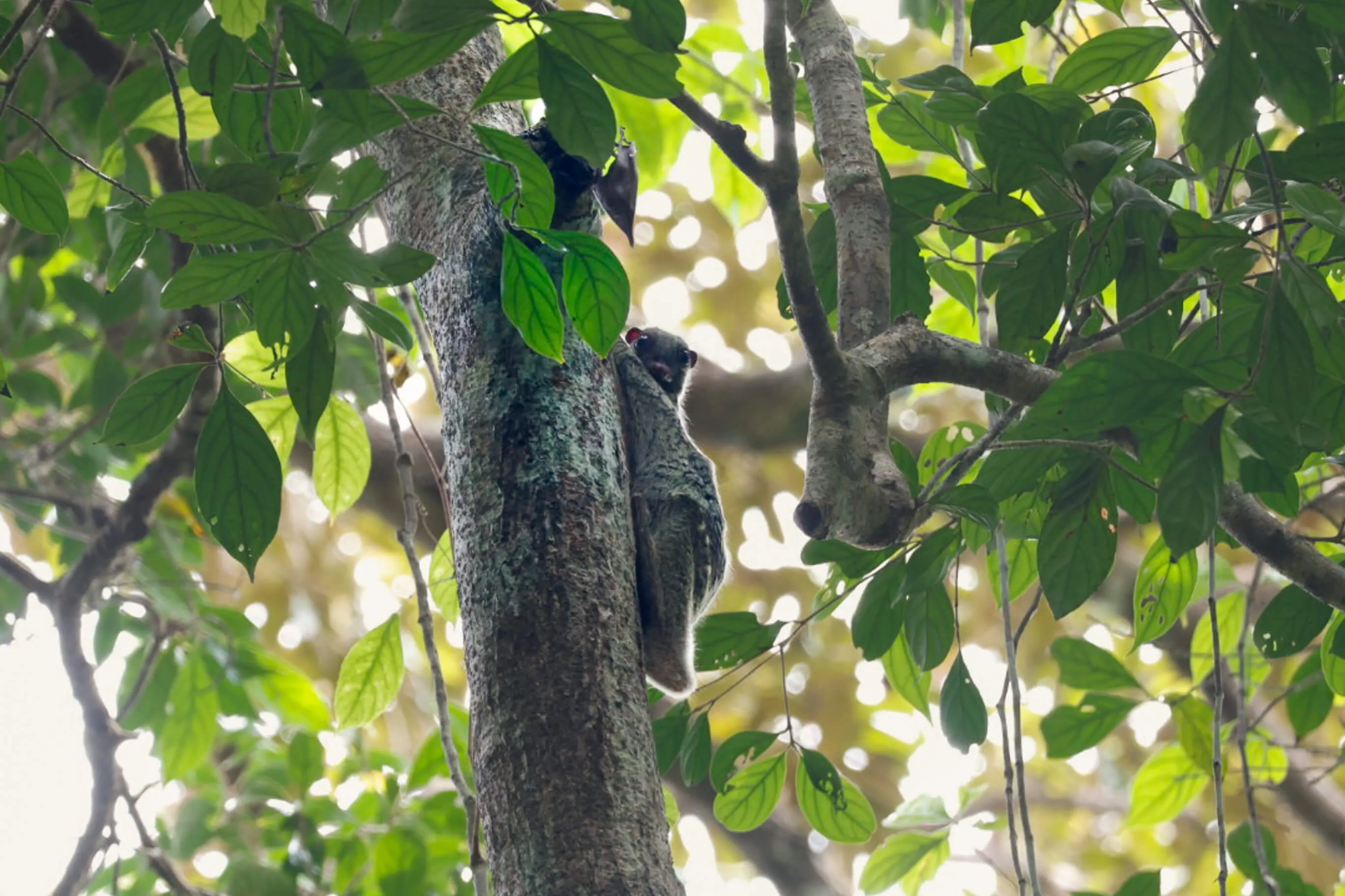 Malaien-Gleitflieger