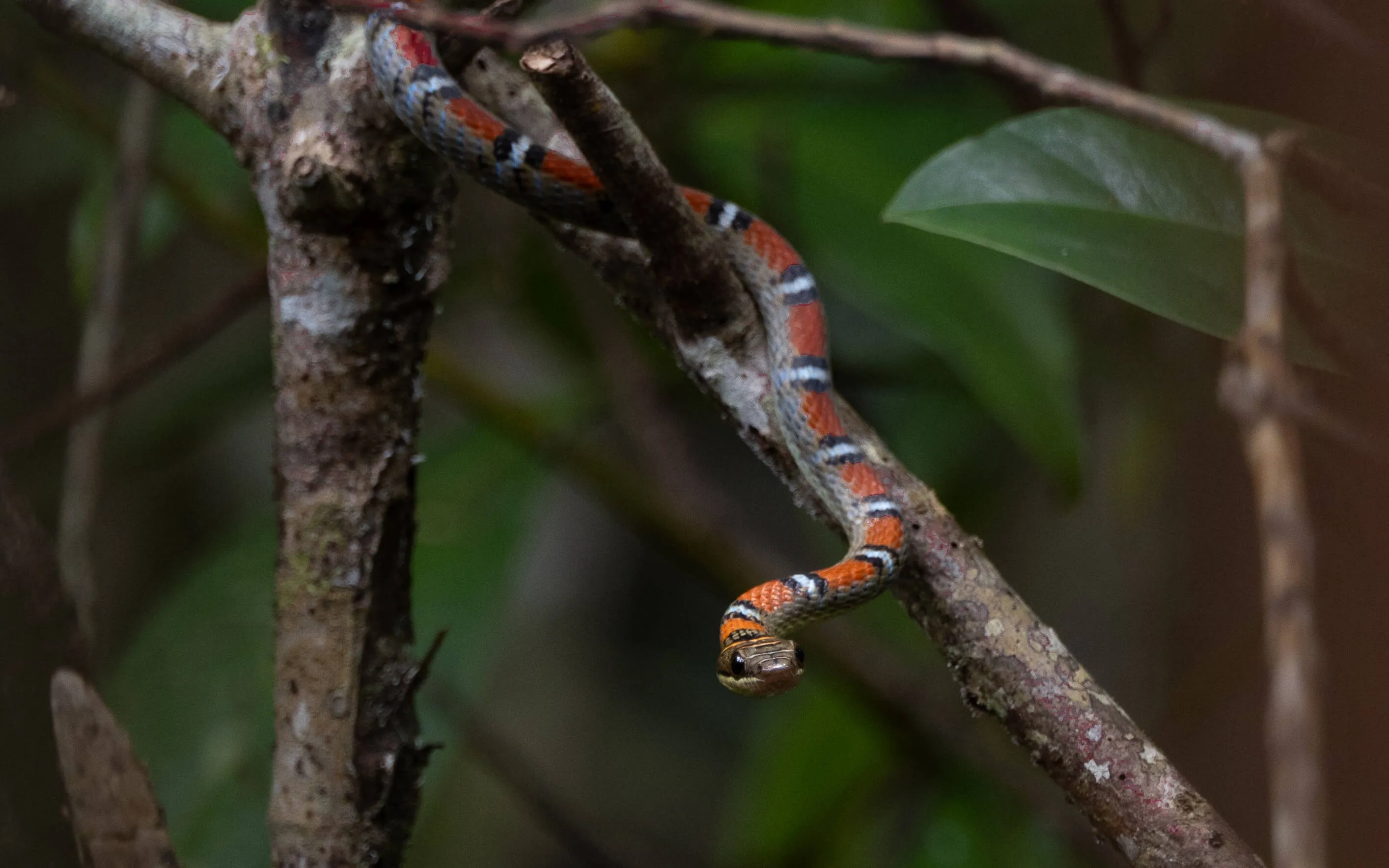Flying Snake Bako Nationalpark