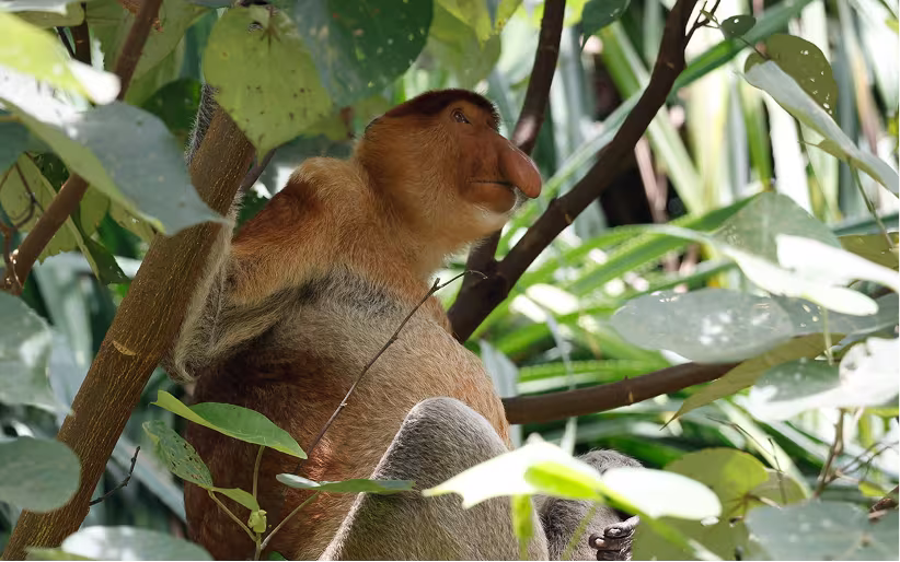 Nasenaffe von Borneo