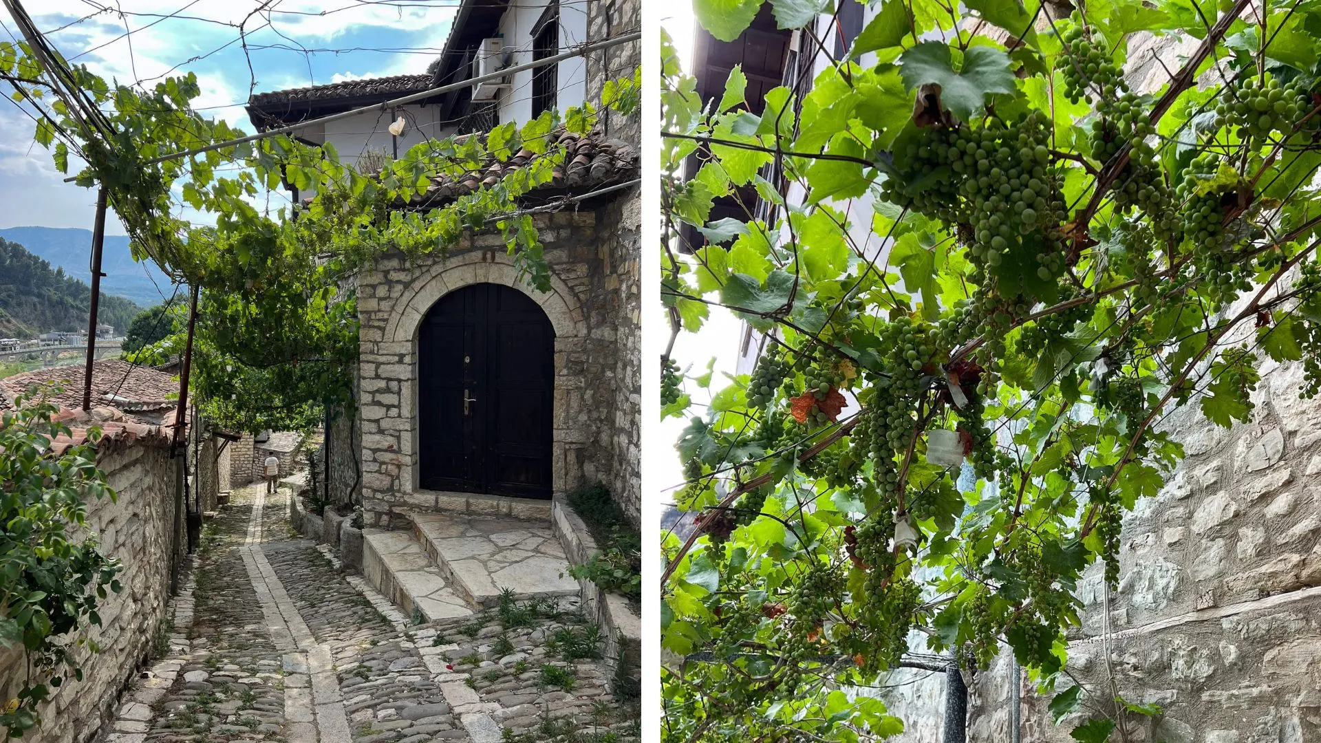 ALTSTADTVIERTEL MANGALEM Weintrauben