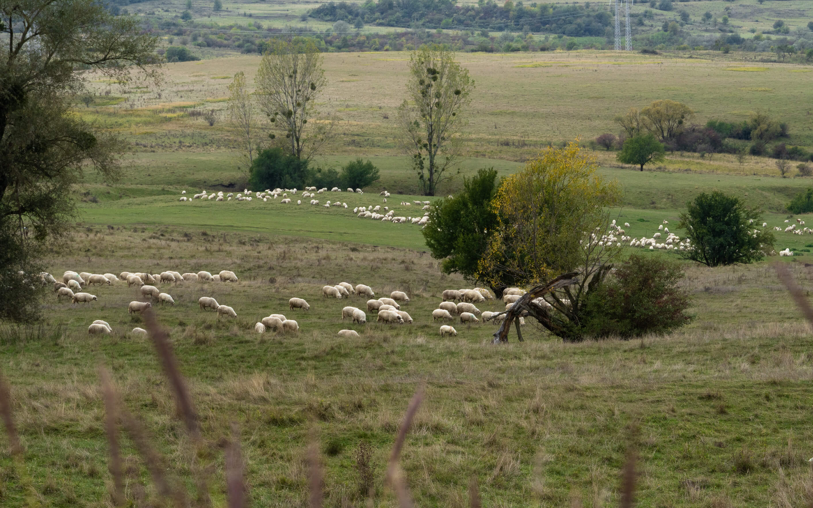 Vișeu de Sus Landschaft mit Schafen