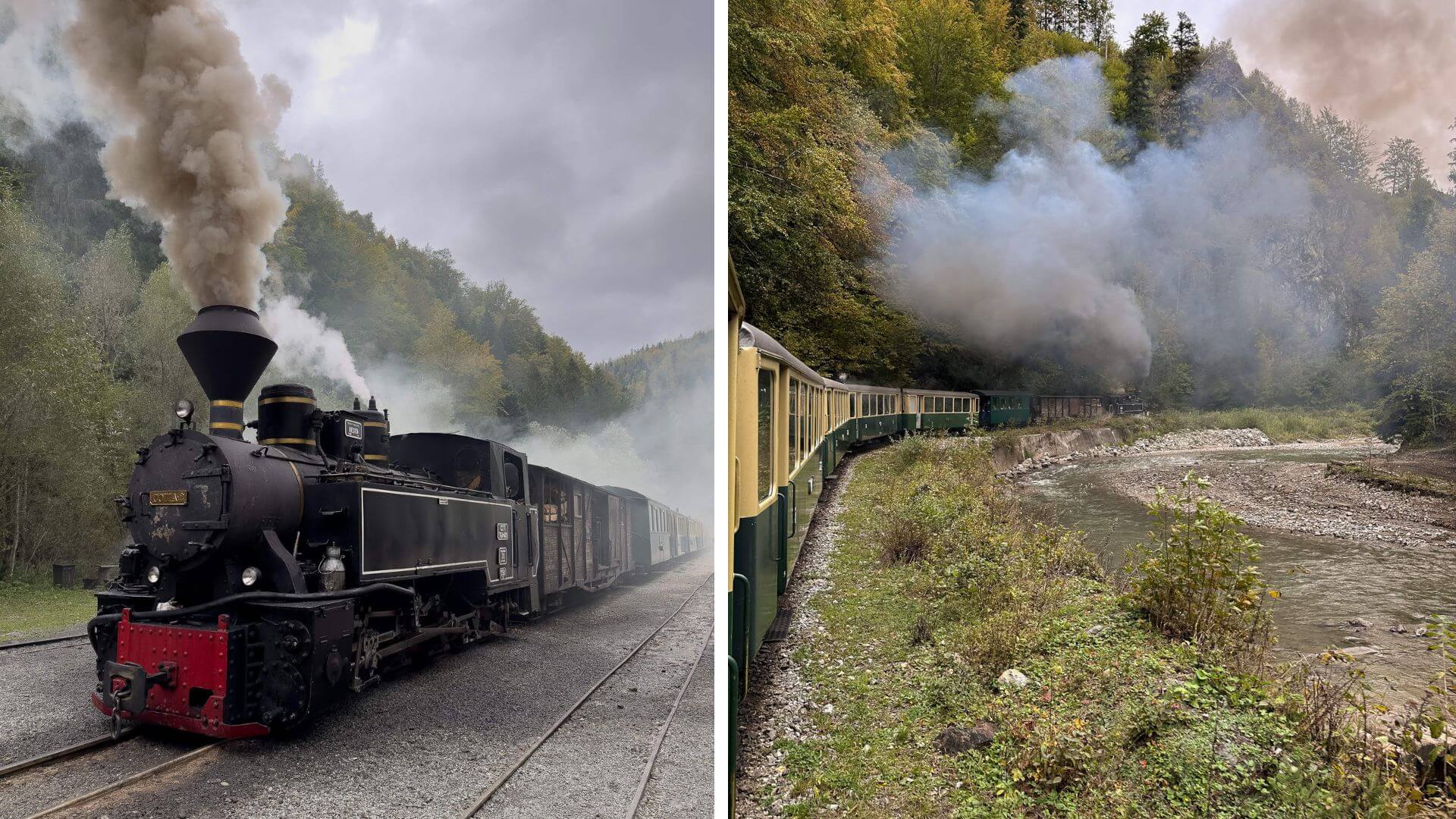 Mocănița fährt im Wald