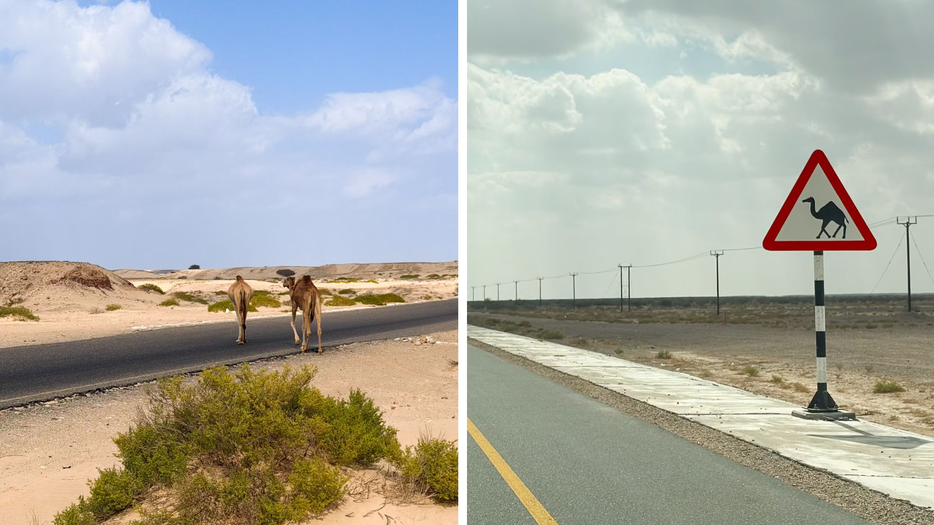 Kamele auf der Straße im Oman