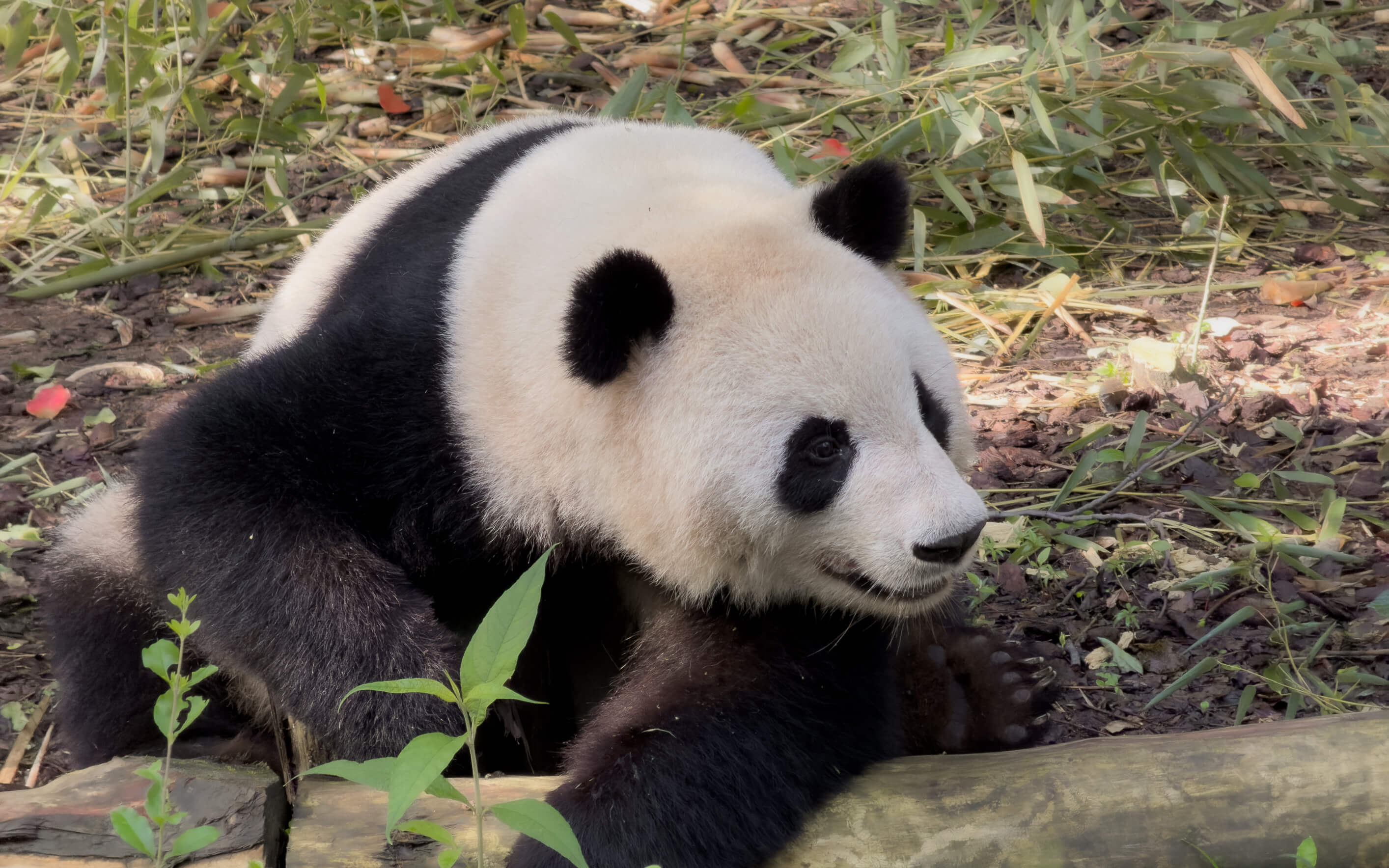 Chengdu Sehenswürdigkeiten & Highlights: Die besten Attraktionen & Reisetipps