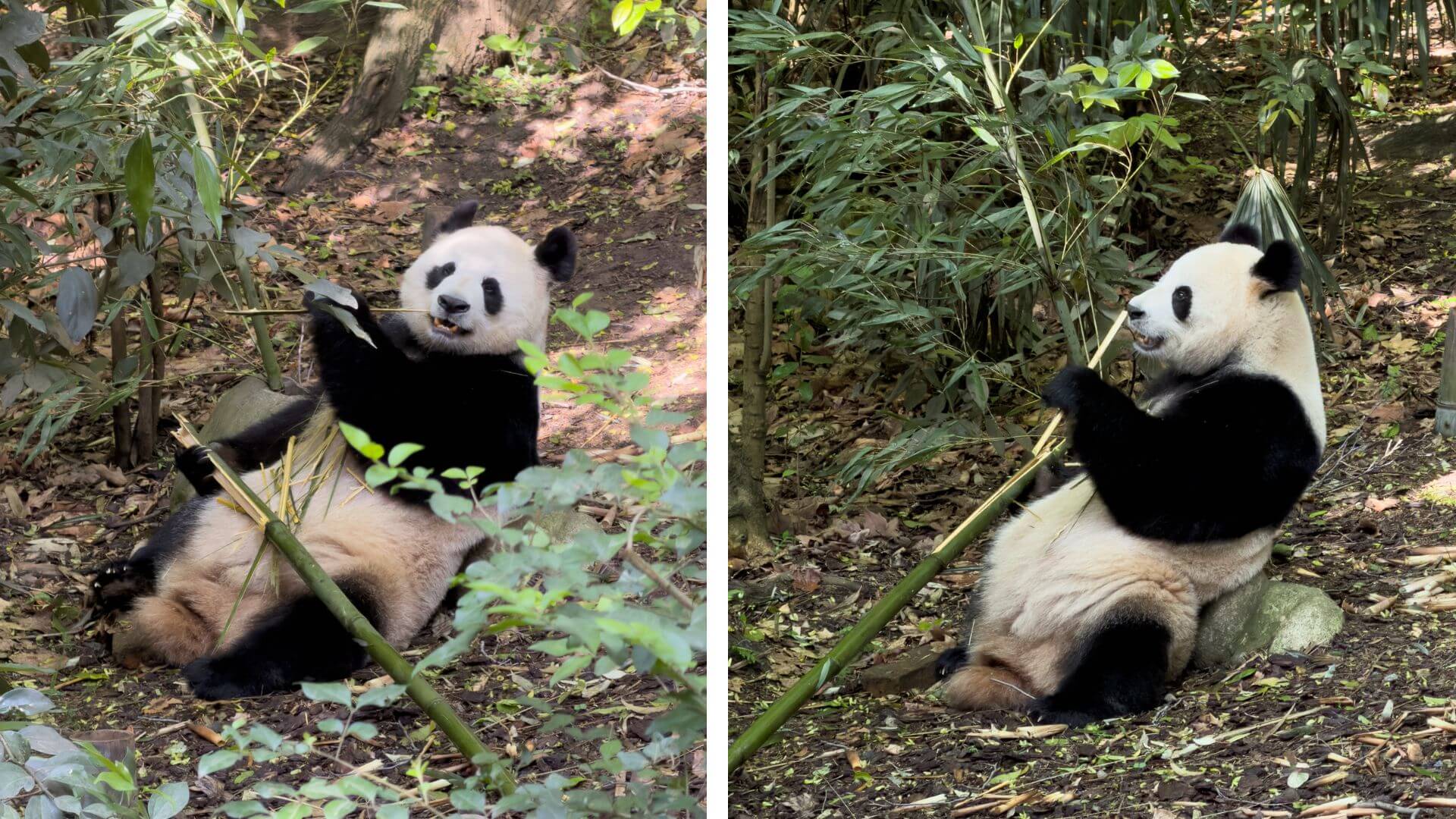 Pandas in Chengdu Research Base of Giant Panda Breeding