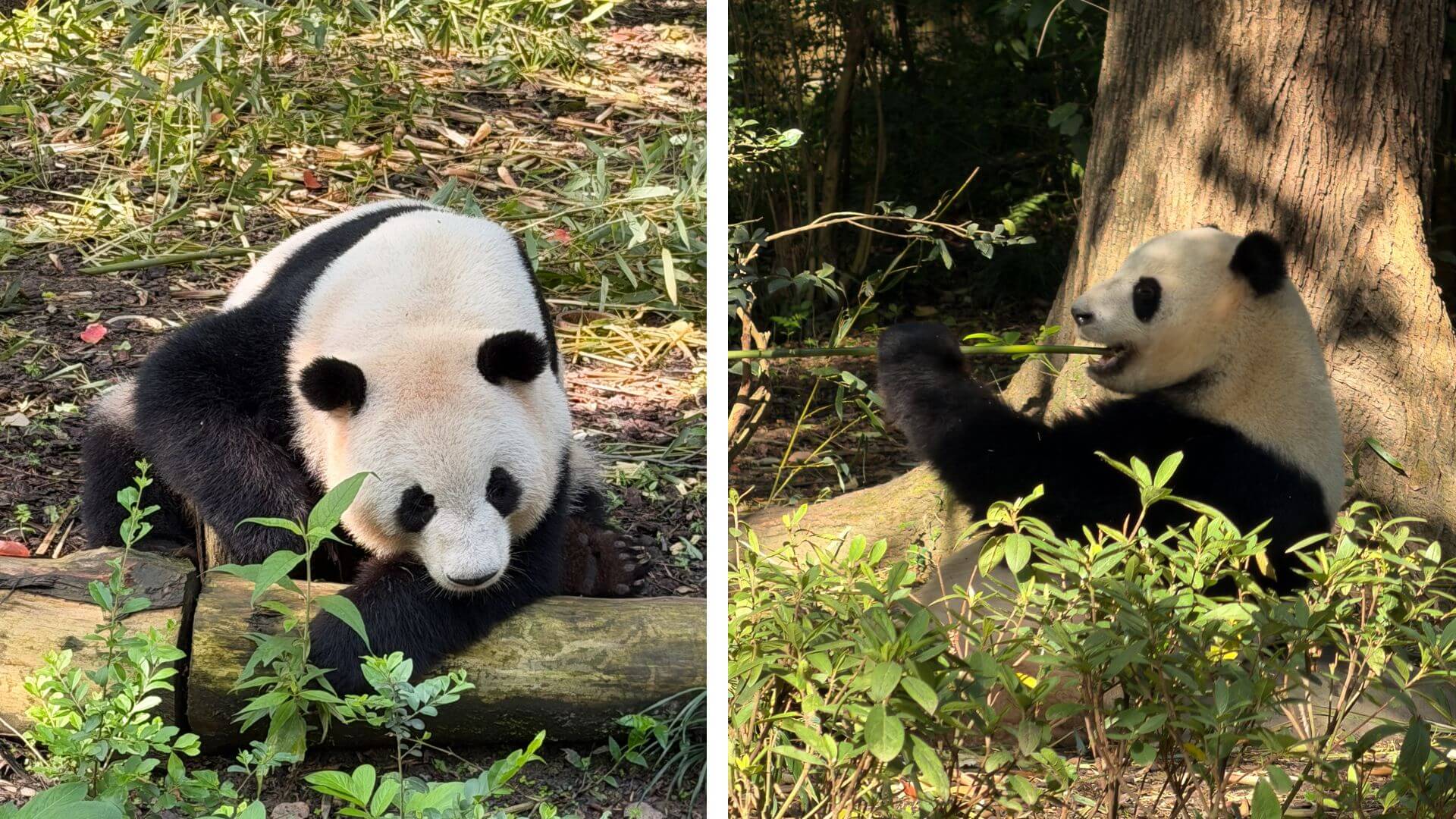 Pandas in Chengdu Research Base of Giant Panda Breeding