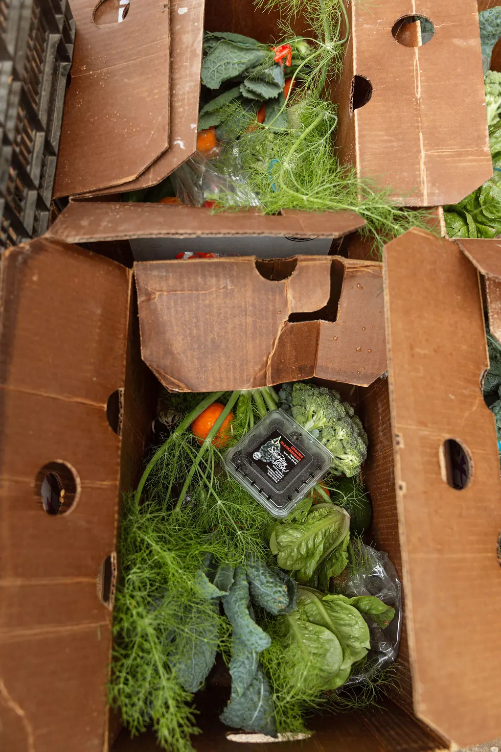Open CSA box filled with fennel, kale, broccoli and berries