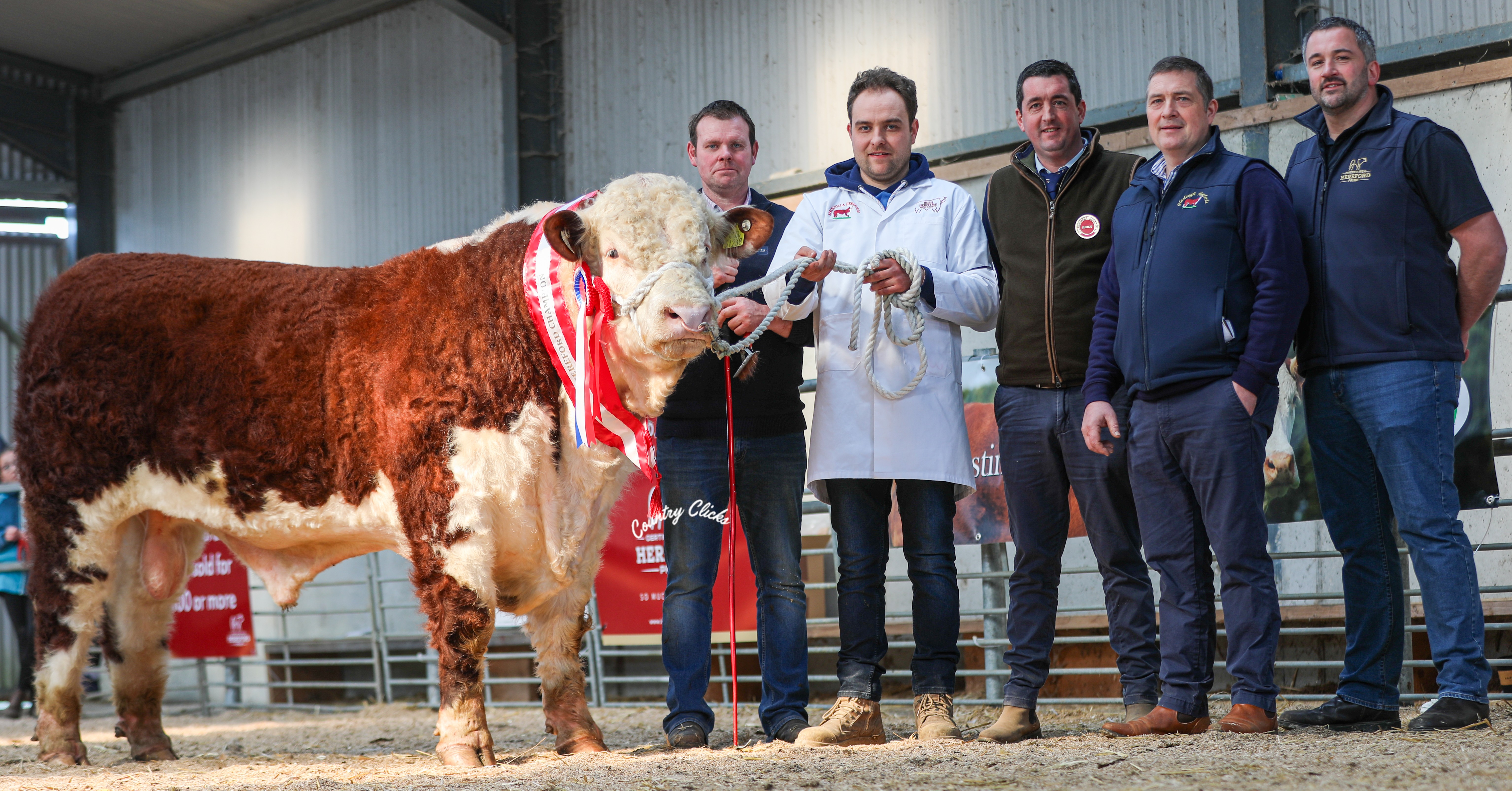 The Spring Premier Hereford Bull Show & Sale